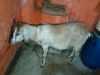 খাসি ছাগল